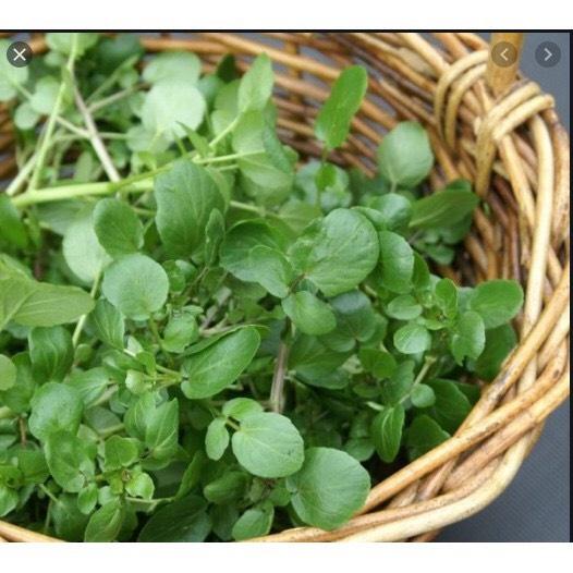 Giống xà lách xoong Mỹ