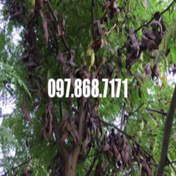 Cây bồ kết