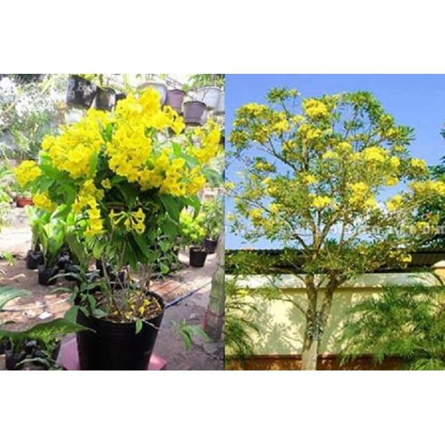 Cây HOA CHUÔNG VÀNG - hoa siêu đẹp