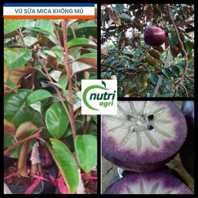 Combo 2 Cây Giống Vú Sữa Mica Vỏ Mỏng, Chịu Mặn Tốt