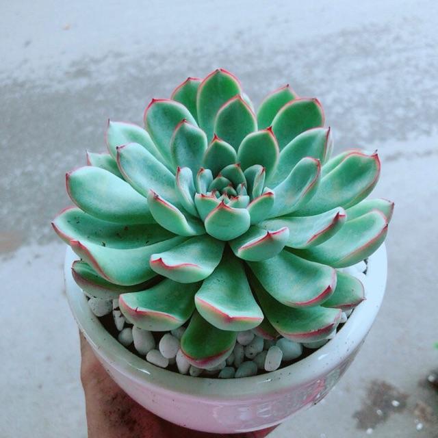 Chậu Sen Đá Viền Hồng