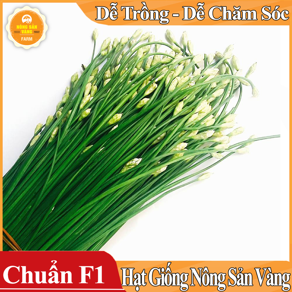 Hạt giống Rau Hẹ Ta - Nông Sản Vàng