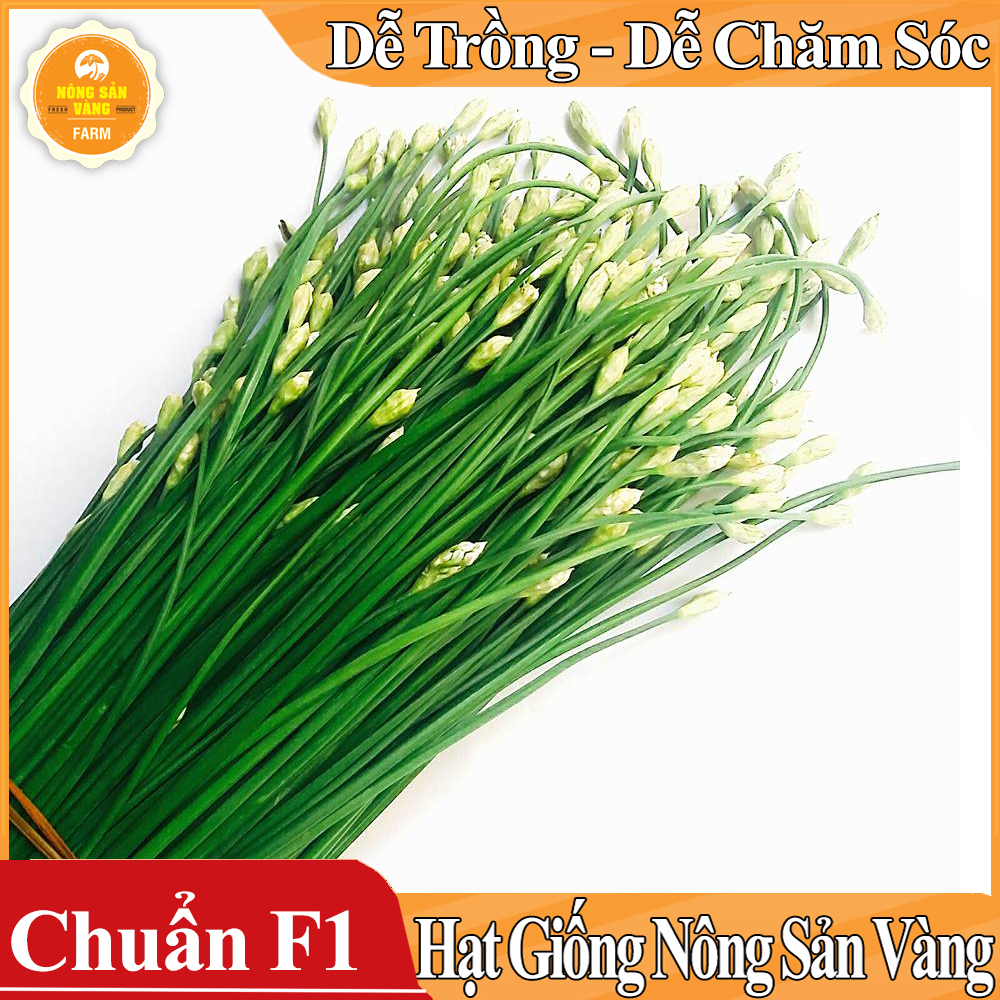 Hạt giống Rau Hẹ Ta ( Gói 1 Gram ) - Nông Sản Vàng