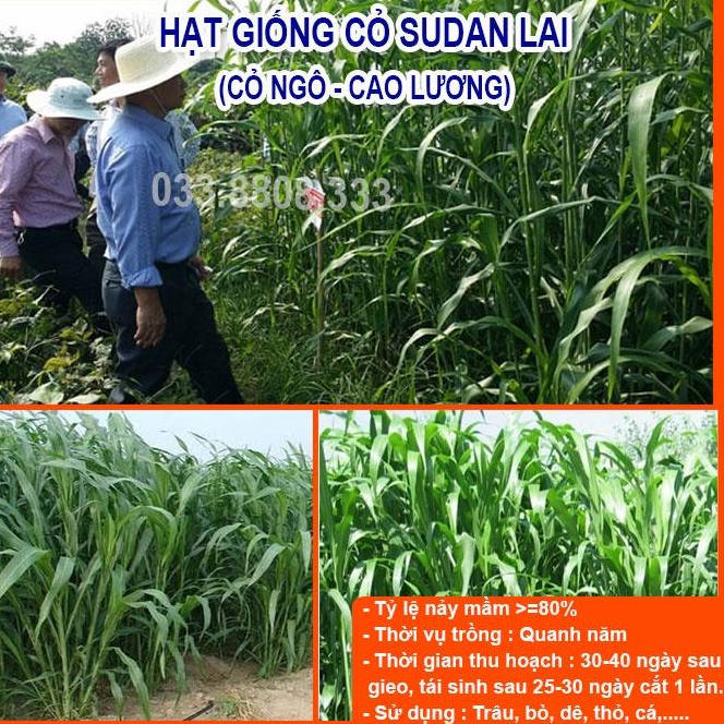 1KG Hạt Cỏ Chăn Nuôi Sudan Lai - Cỏ cao lương lá mềm không lông