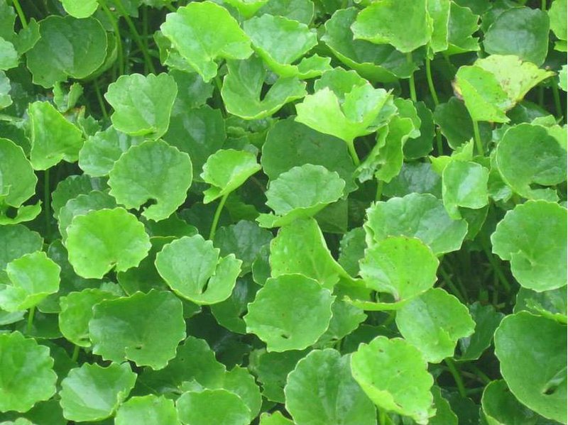 PHÂN BÓN HUMIC KÍCH RỄ, TƠI XỐP ĐẤT, KHỎE CÂY - DẠNG VẢY CAO CẤP - GÓI 1KG