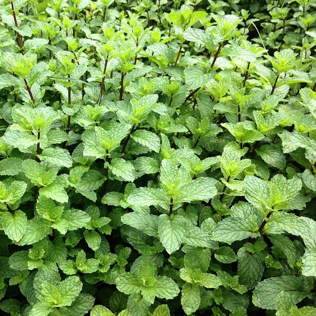 Hạt giống Rau Húng Lủi gói 0,2gr - Dễ trồng