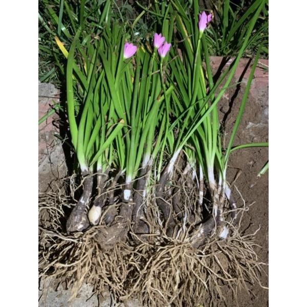 100 Củ giống hoa huệ mưa