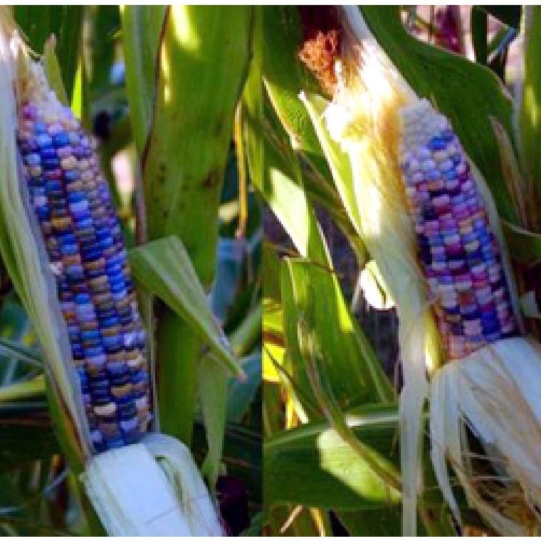 Hạt giống ngô nhiều màu  KNS3532 - Gói 30 hạt