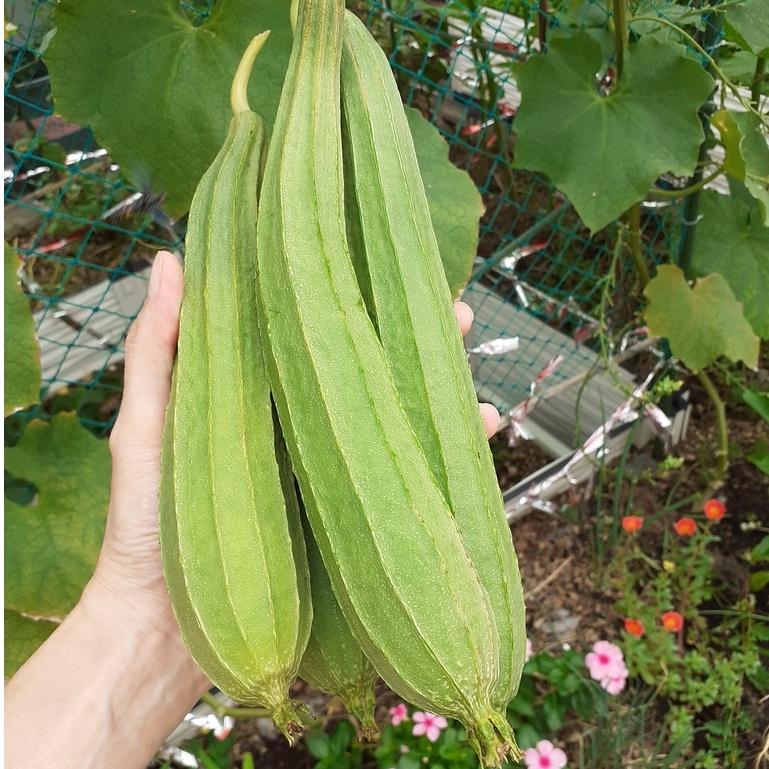 Đất sạch trồng cây Namix túi 5dm3