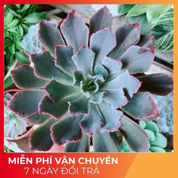 Sen Bắp Cải Tím