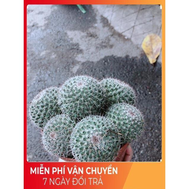 Xương Rồng Bụi Bánh Sinh Nhật