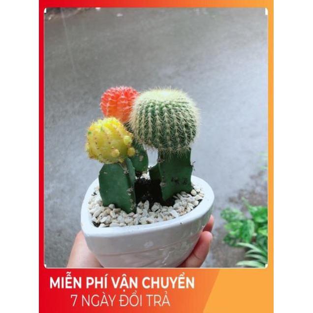 Chậu Xương Rồng Trái Tim