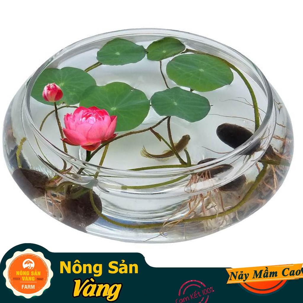 Hạt giống Hoa Sen Mini Nhật ( Màu Ngẫu Nhiên )