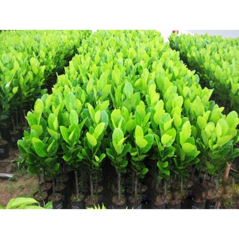 CÂY GIỐNG MÍT THÁI RUỘT ĐỎ SƠ ĐỎ