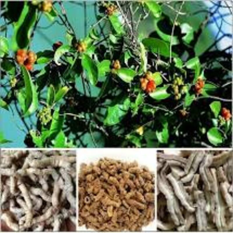 500 gam BA KÍCH TÍM chế biến sấy khô sạch, tăng cường sức khỏe