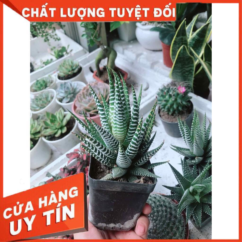 Móng rồng may mắn Nhiều Người Mua