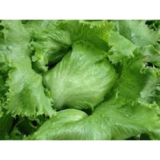 Hạt giống xà lách cuộn Minetto 2gr