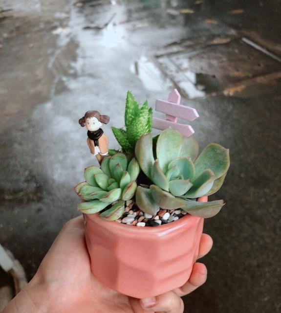 Chậu sen đá tiểu cảnh