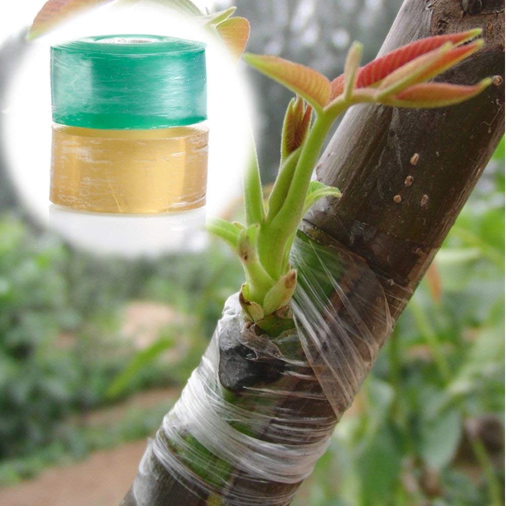 BĂNG GHÉP CÂY XANH KHỔ 10CM