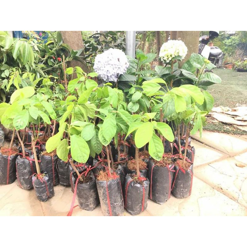 CÂY GIỐNG BÒN BON GHÉP NĂNG SUẤT CAO > 2 NĂM CÓ TRÁI