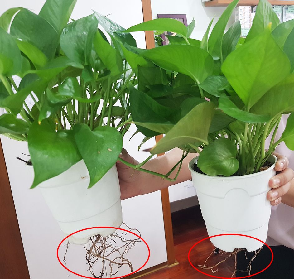 Combo 2 Bộ Chậu Tự Dưỡng Trồng Rau sạch, Trồng Cây Xanh Để Bàn Basic S & UNO nhập khẩu Bồ Đào Nha dành cho người yêu rau và cây tại nhà