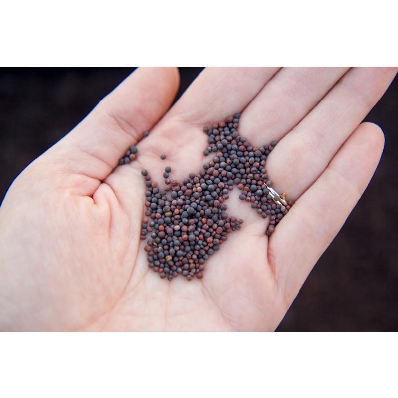 Hạt giống rau cải thảo tím Nhật Bản F1 KNS34006 - Gói 5 hạt