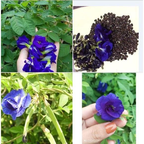 Hạt giống hoa đậu biếc cánh kép - Gói 20 hạt