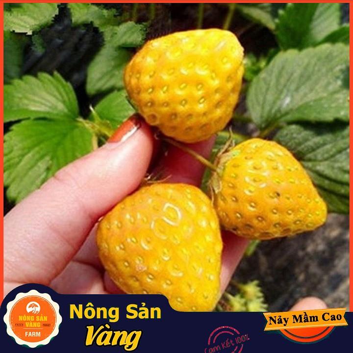 Hạt giống Dâu Tây Vàng