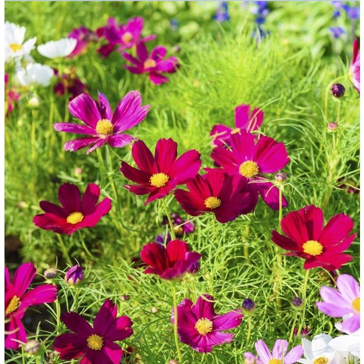 Hạt giống hoa cúc sao nháy màu đỏ,hạt giống chất lượng cao -1 gói 100 hạt