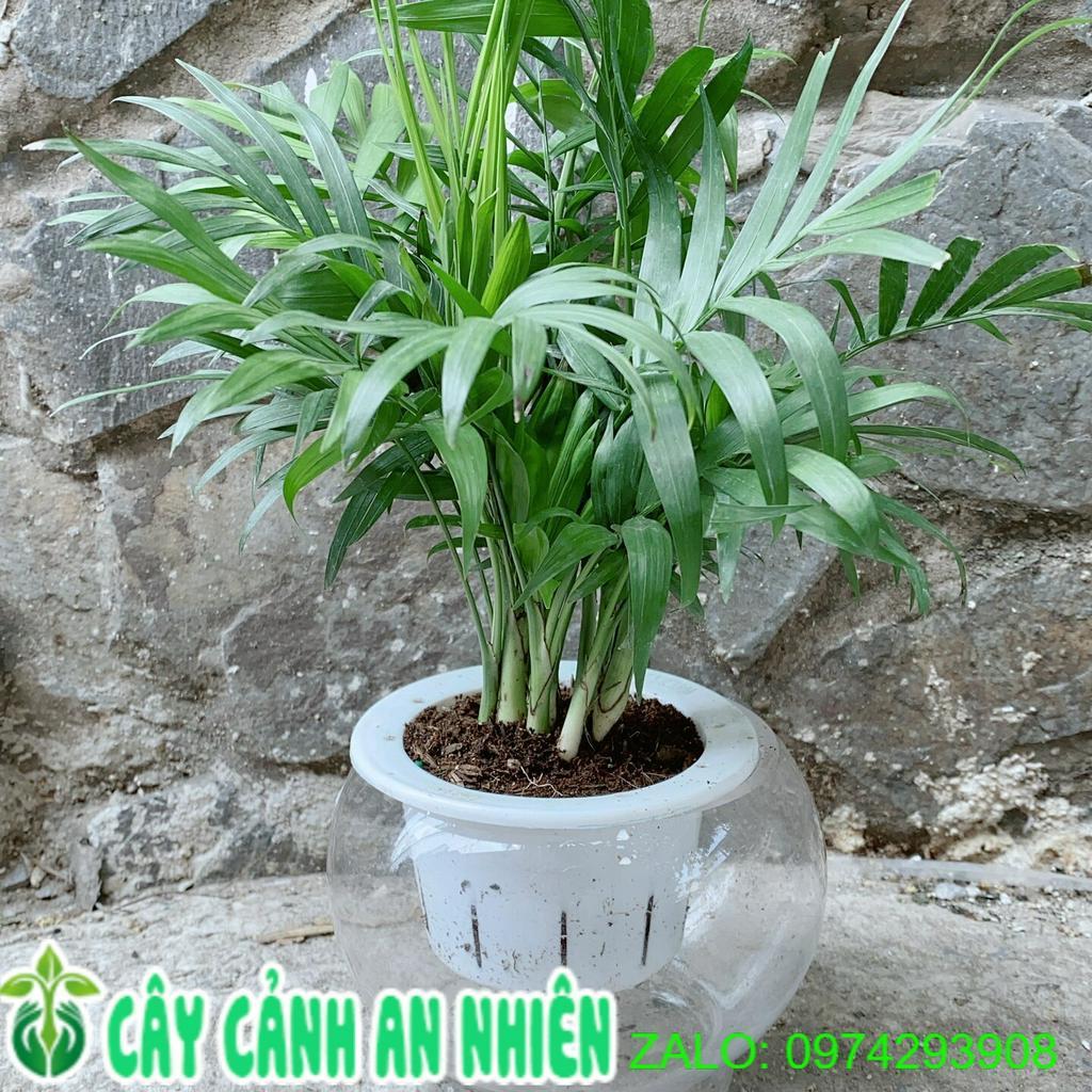 Chậu Cây Cau Tiểu Trâm Thuỷ Canh