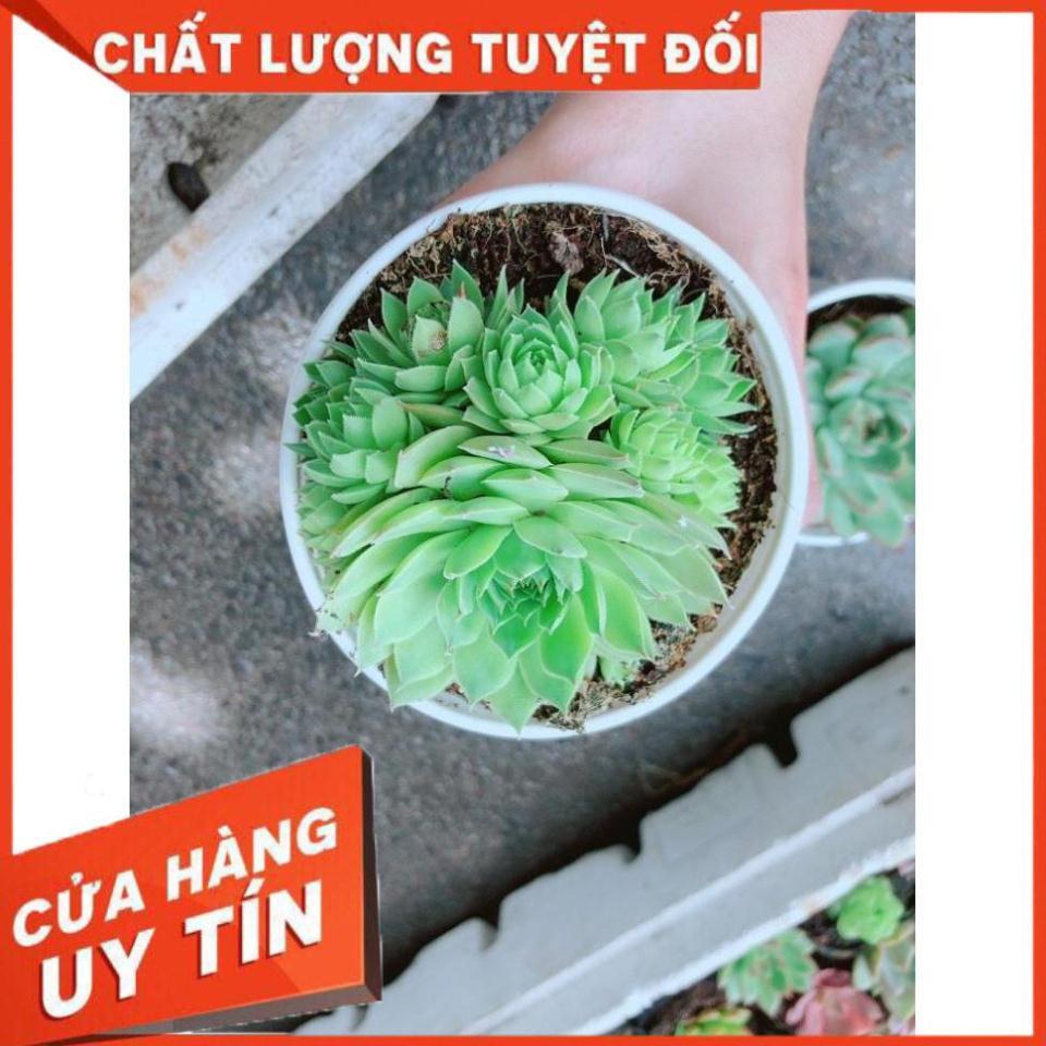 Sen đá phật bà Nhiều Người Mua