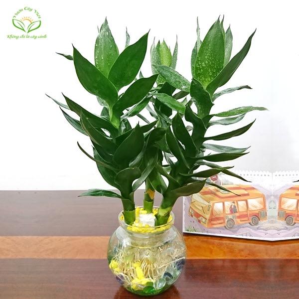 CÂY GIỐNG CÂY PHÁT TÀI ..