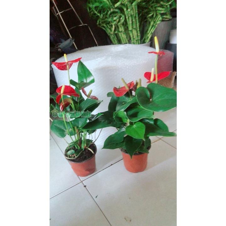 Cây Hồng Môn hàng đẹp