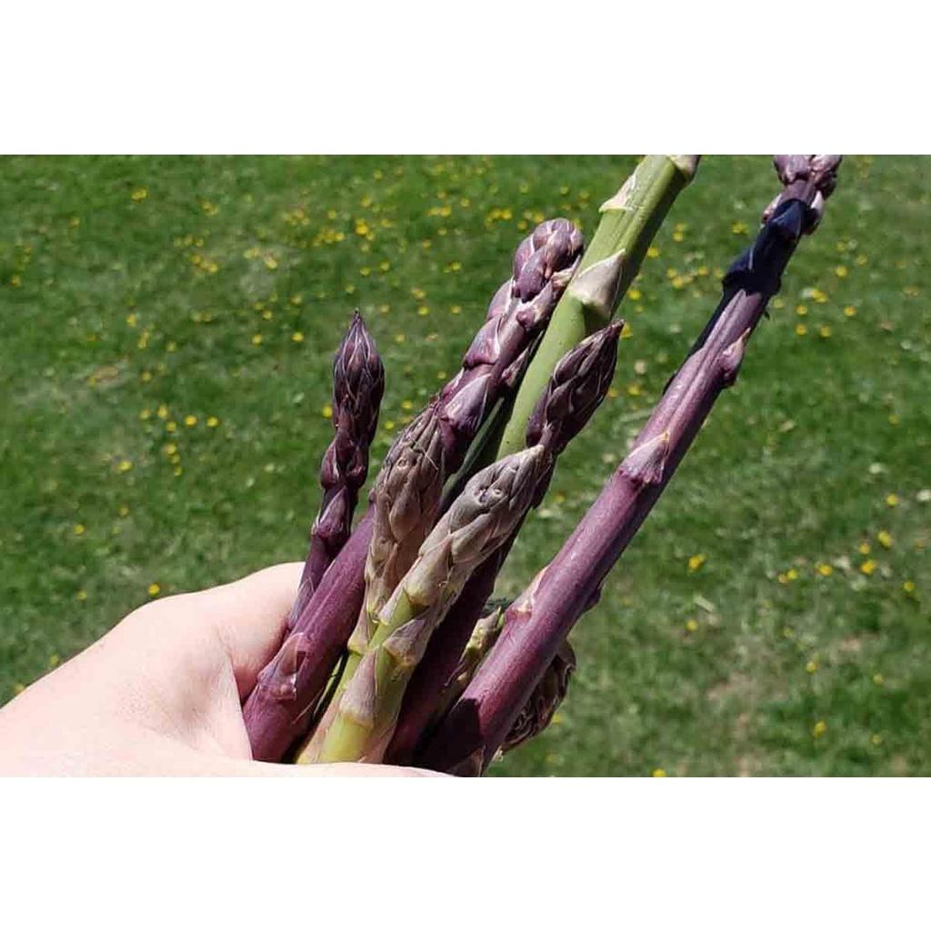 HẠT GIỐNG MĂNG TÂY TÍM GÓI 100 HẠT -  SINH TRƯỞNG VÀ PHÁT TRIỂN TỐT