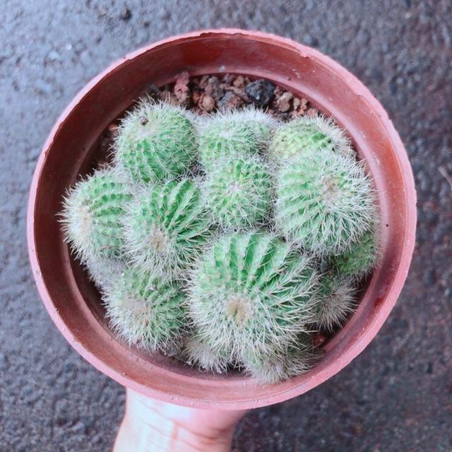 Xương Rồng Bụi Khế