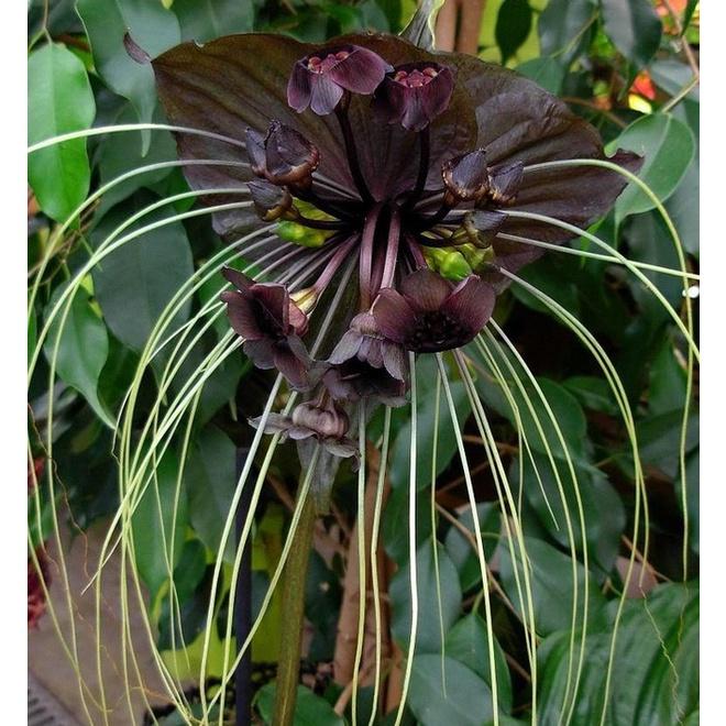 CHẬU CÂY RÂU HÙM LÀM CẢNH