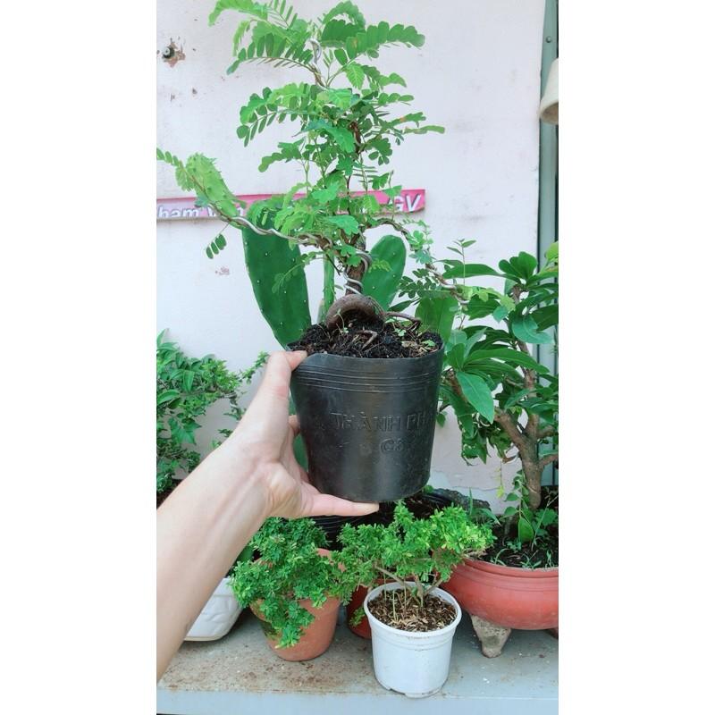 Cây Me Bonsai