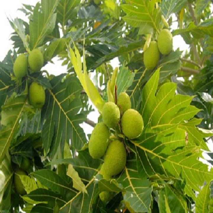 Cây Sa ke giống, cây bóng mát và cho quả năng suất cao