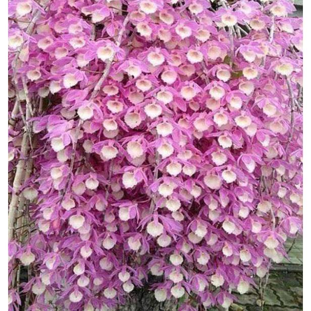 Thiên cung lữ bố hàng kie