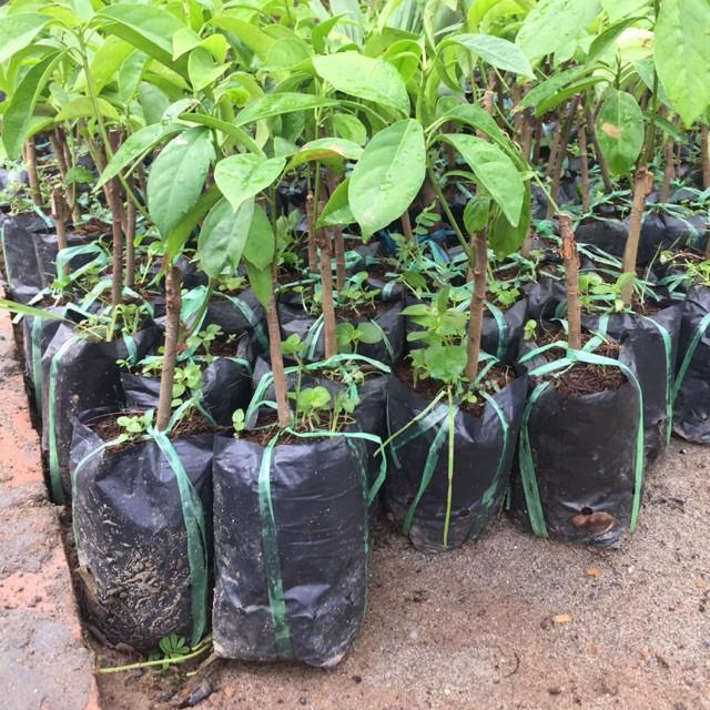 Cây giống Bòn Bon ghép .