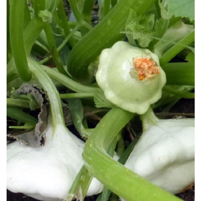 Hạt giống bí đĩa bay mix màu KNS323- Gói 10 hạt