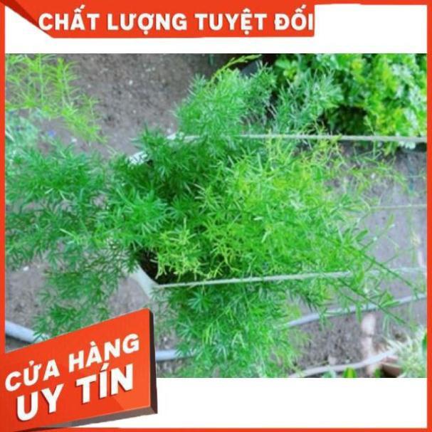 Cây thiên môn đông chậu treo to đẹp