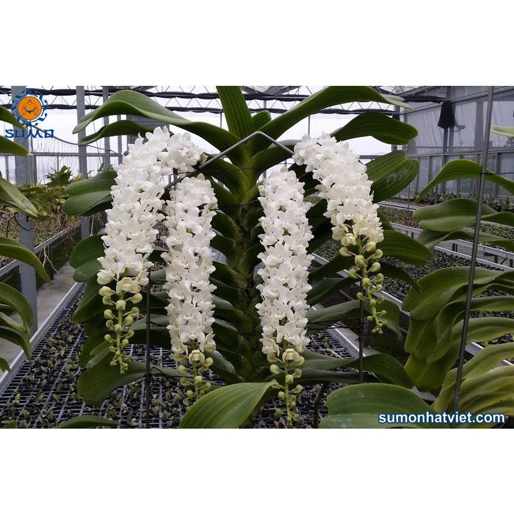 Combo phân bón đầy đủ cho phong lan các loại trong vòng một năm không cần mua thêm