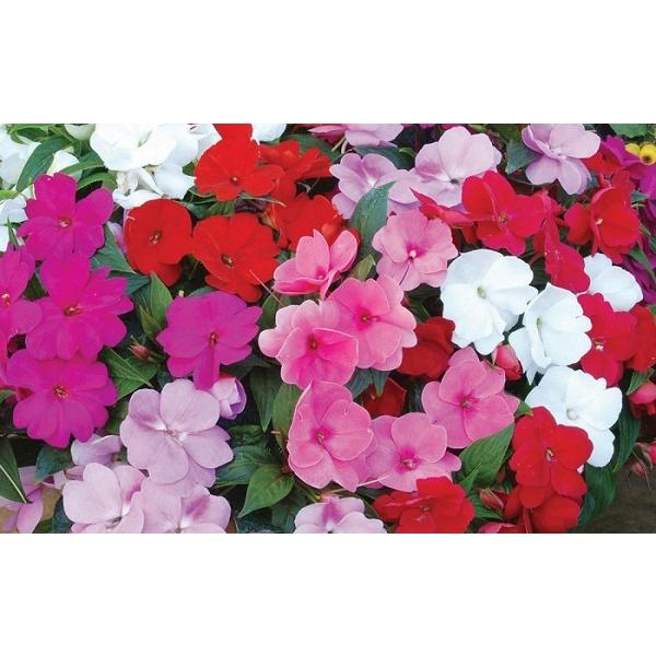 HẠT GIỐNG HOA MAI ĐỊA THẢO KÉP NHIỀU MÀU