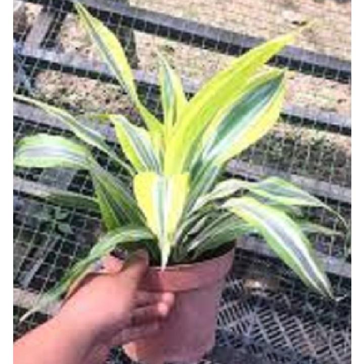 CHẬU CÂY PHÁT TÀI NAM MỸ