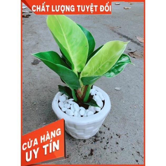Chậu Cây Trầu Bà Đế Vương