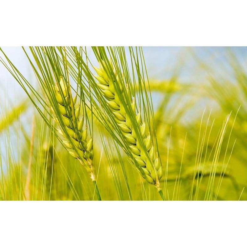 Hạt giống lúa mạch giá rẻ