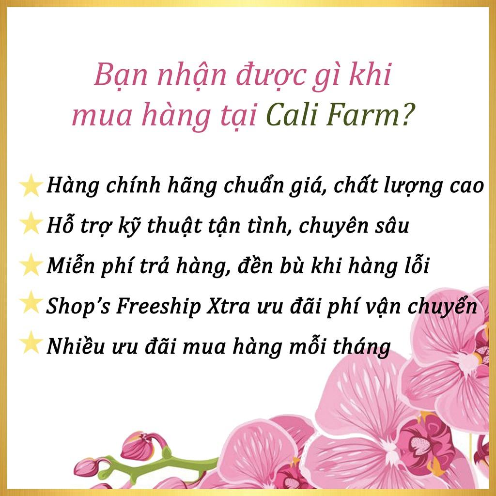 Hạt Giống Dưa Chuột Gai Mini Rado - NON GMO - Hạt giống Rạng Đông, Chất lượng vượt trội !