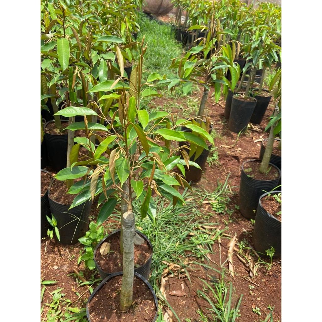 CÂY Giống sầu riêng Black Thorn GỐC NHỚT GHÉP. .(