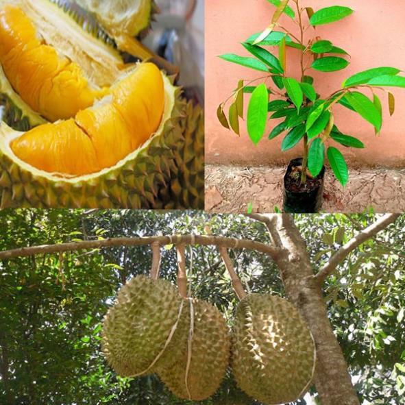 CÂY GIỐNG SẦU RIÊNG RI6, NGỌT ĐẬM, BÉO NGẬY, KHÔNG HẠT, CAM KẾT GIỐNG CHUẨN F1 + Tặng 01 cây dâu da đất